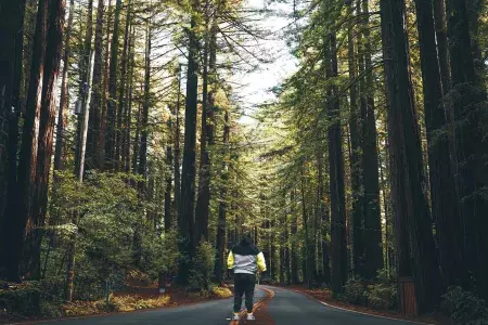 Man stands with back to camera on road that leads through tall redwood trees. 