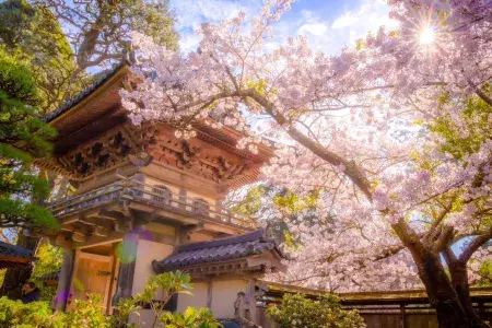 Flores de cerejeira florescendo ao sol perto do pagode do Jardim de Chá Japonês