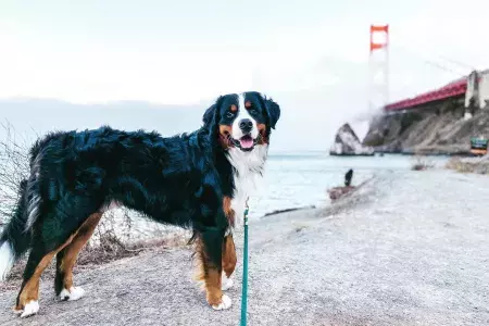 Bernese Mountain Dog posando perto da Golden Gate Bridge coberta de neblina