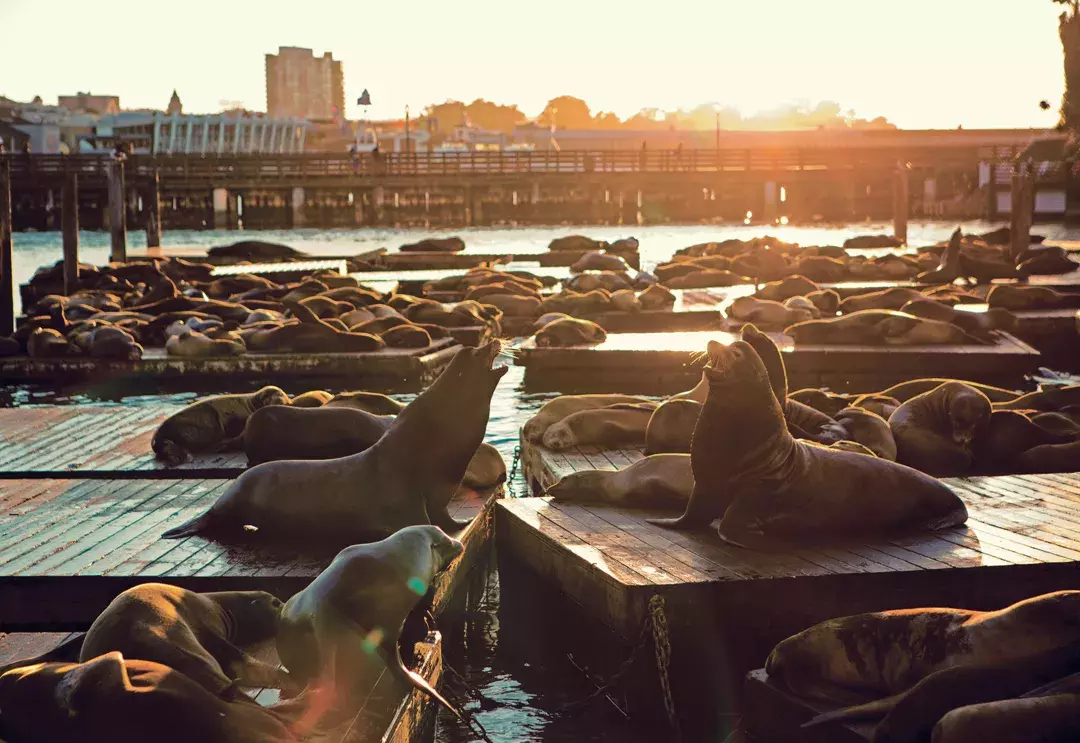 Sea Lions rest on PIER 39's K Dock at Sunset