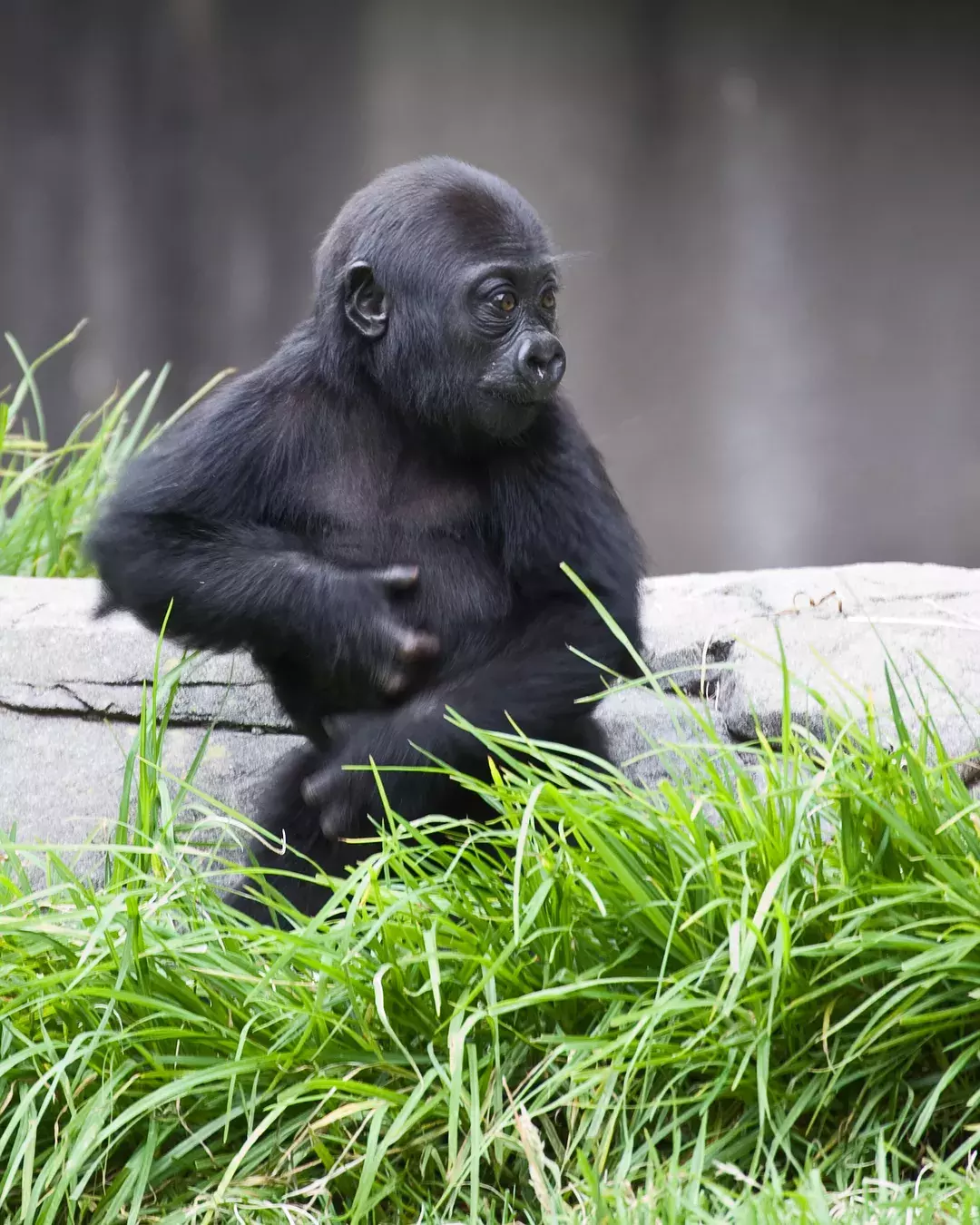 A baby gorilla at the San Francisco Zoo.