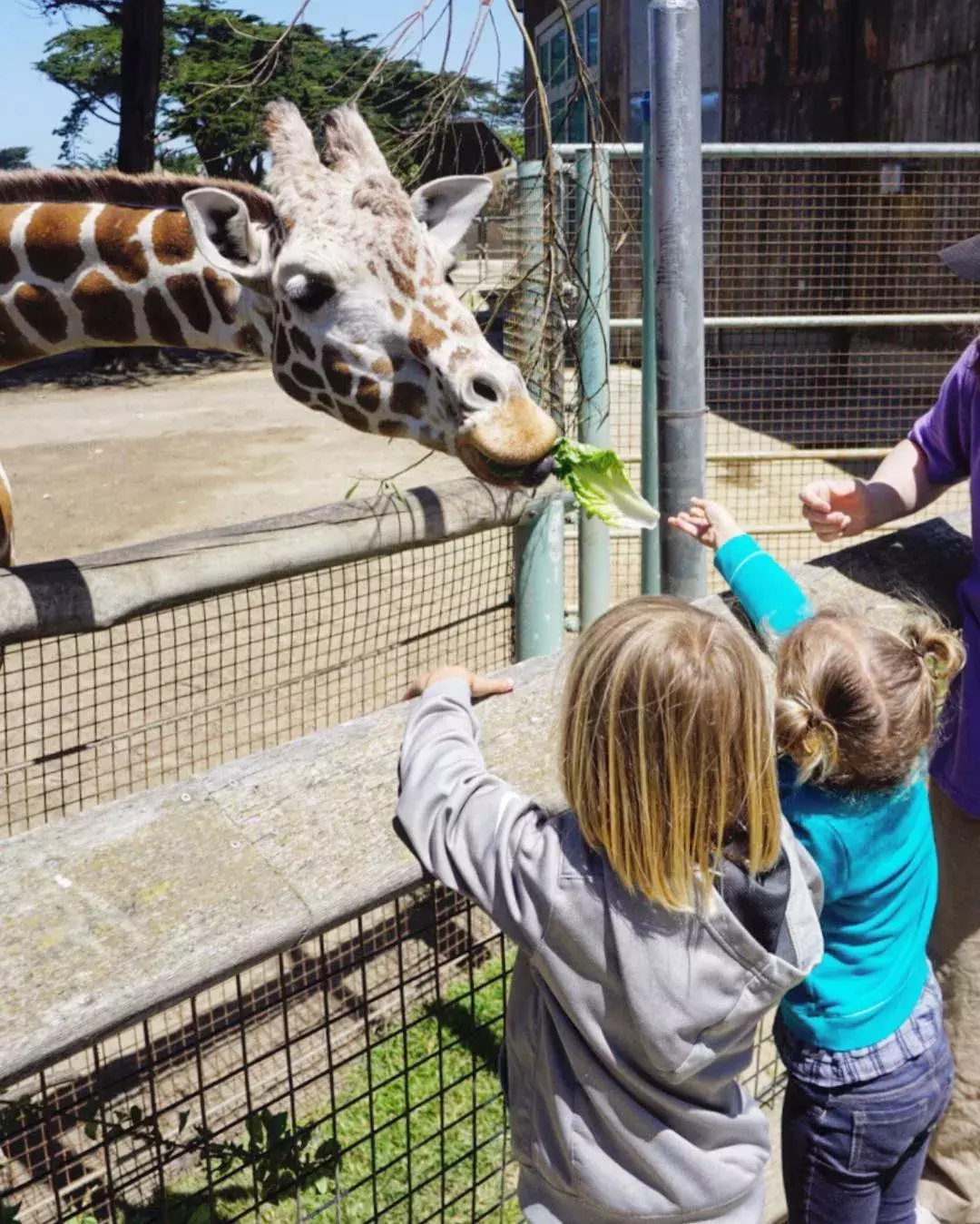 Children feed a giraffe at the San Francisco Zoo.