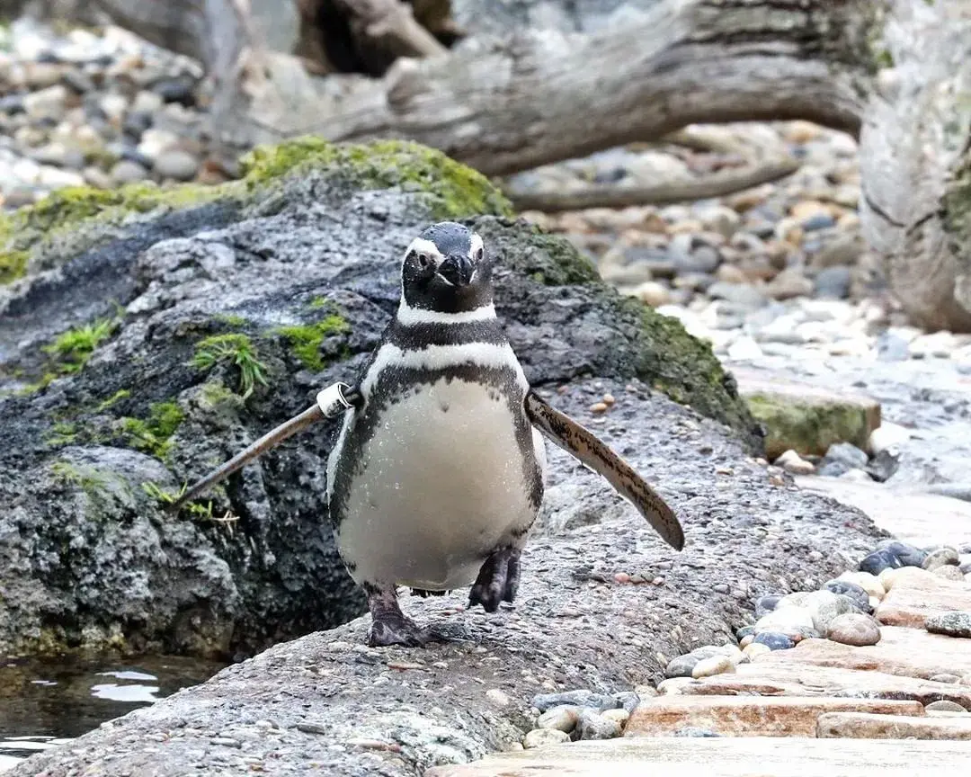 A penguin at the San Francisco Zoo.