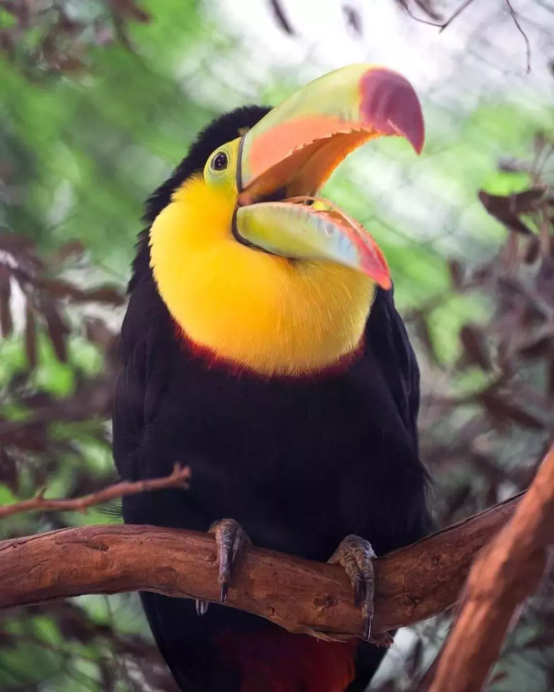 A toucan at the San Francisco Zoo.