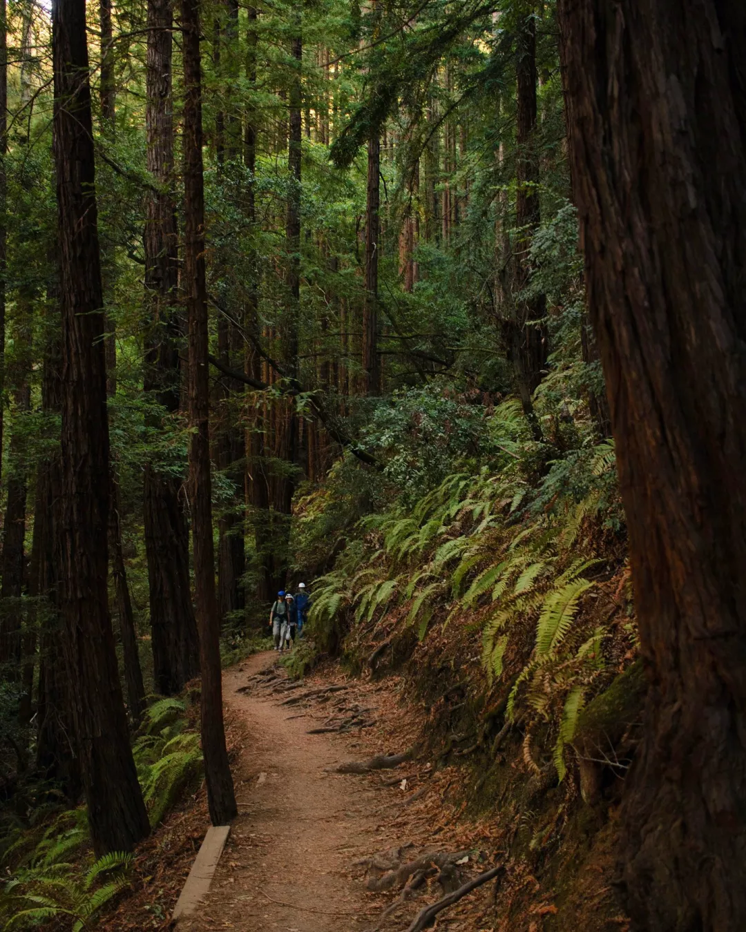 Redwood forest hiking trail