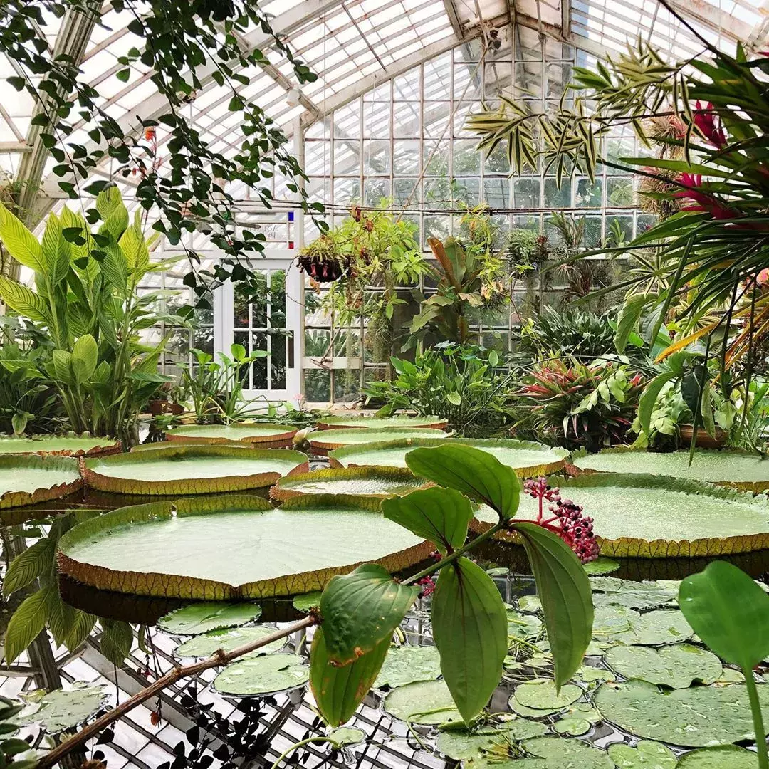 Image of interior of SF Botanical Garden, giant lilypads 