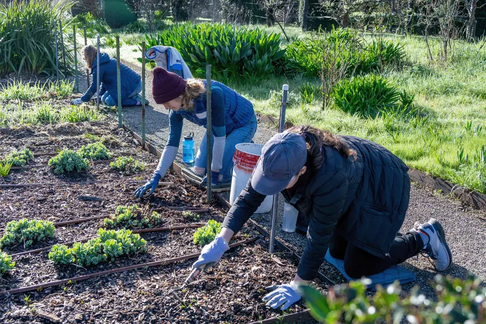 Volunteers work in the orchards of Filoli
