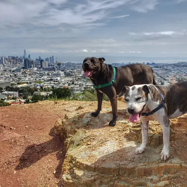 Dogs at the top of Corona Heights