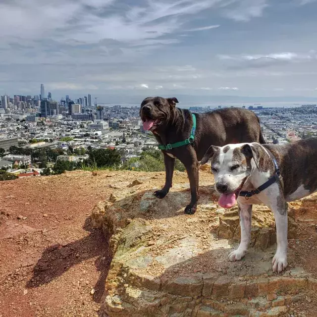 Cani in cima a Corona Heights