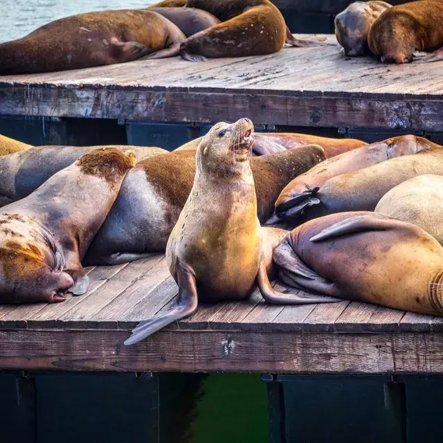 Leões-marinhos descansam na doca K do PIER 39