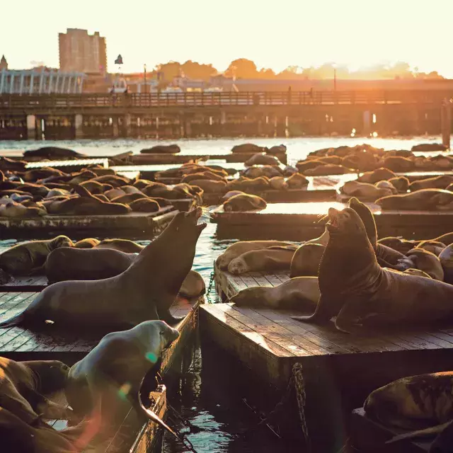 Leões marinhos descansam na doca K do PIER 39 ao pôr do sol