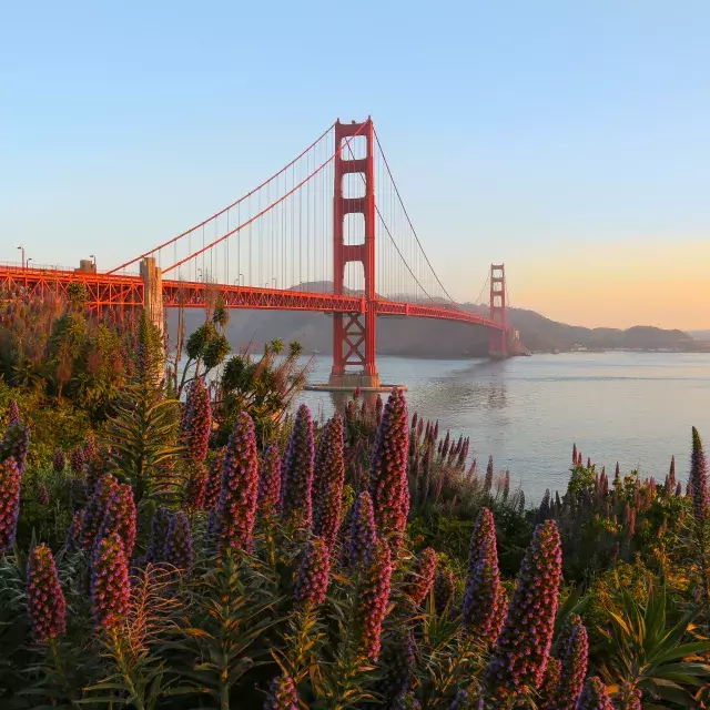 금문교(Golden Gate Bridge)는 전경에 큰 꽃이 있는 사진입니다.