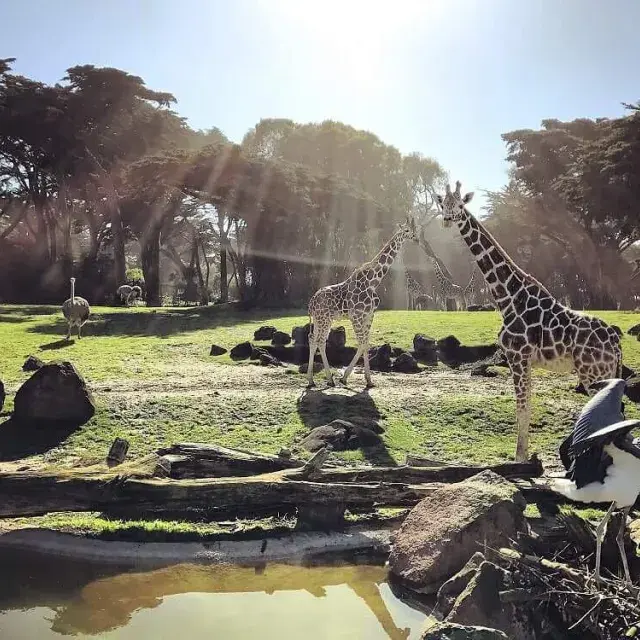 Animals roam the San Francisco Zoo & Gardens.