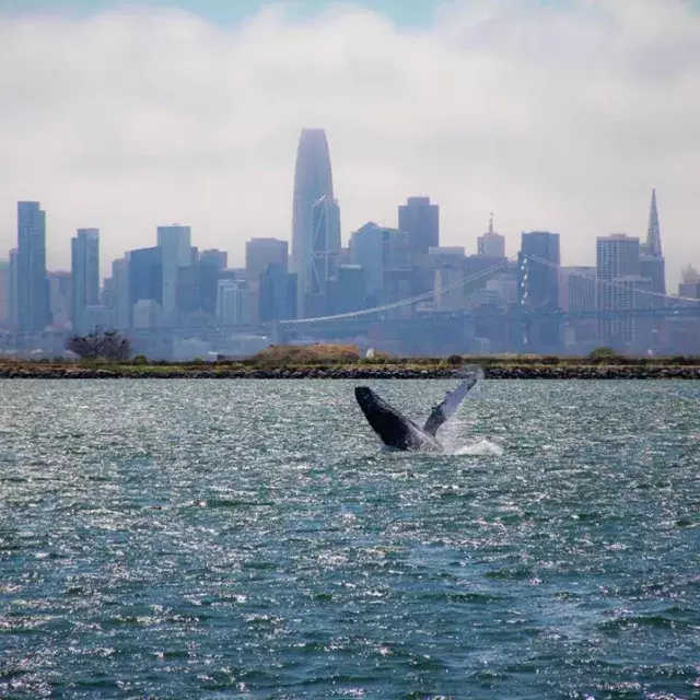 A whale breaches in the waters of San Francisco Bay.