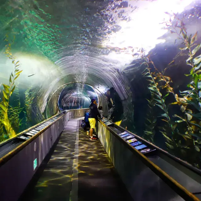 家族連れがベイ水族館のトンネル内で海の生き物を観察している。