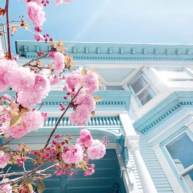 Cherry Blossoms in front of a victorian