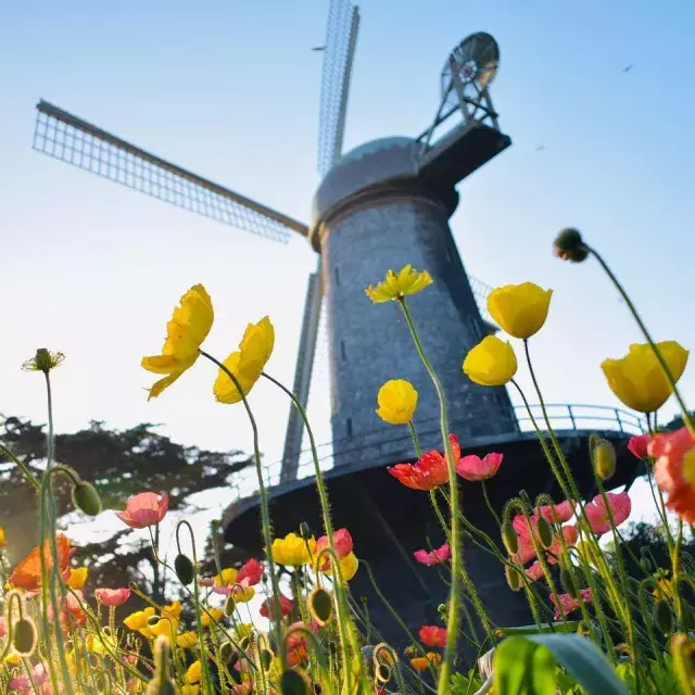 Tulipas florescem sob um dos famosos moinhos de vento do Golden Gate Park.