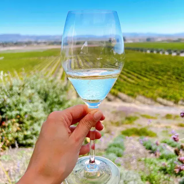 A glass of wine held up in a Sonoma vineyard.