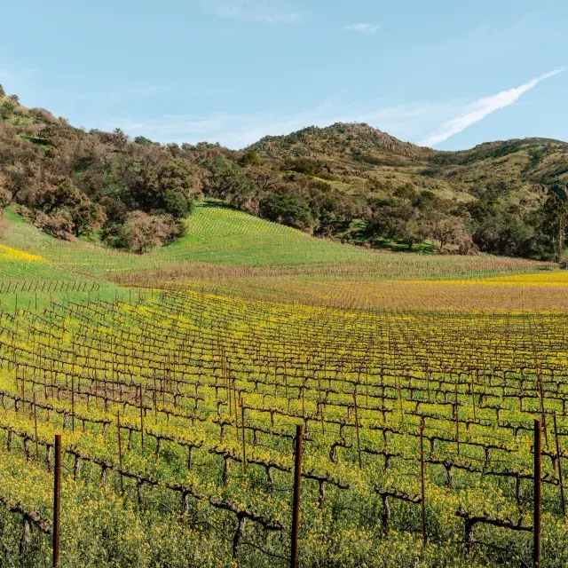 Vinhedos do Vale de Napa