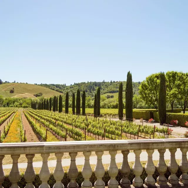 Image of wine grapes in neatly lined up within a winery on sunny day