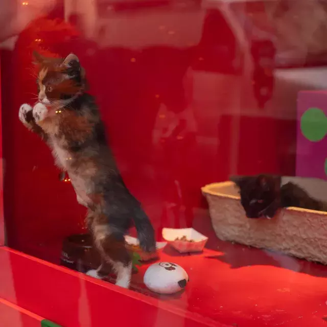 Macys Holiday Windos