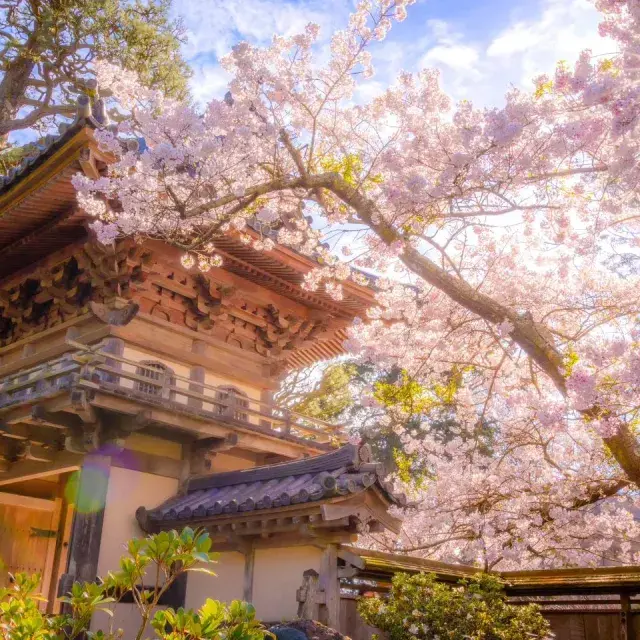 Cherry blossoms blooming in the sunlight by the Japanese Tea Garden pagoda