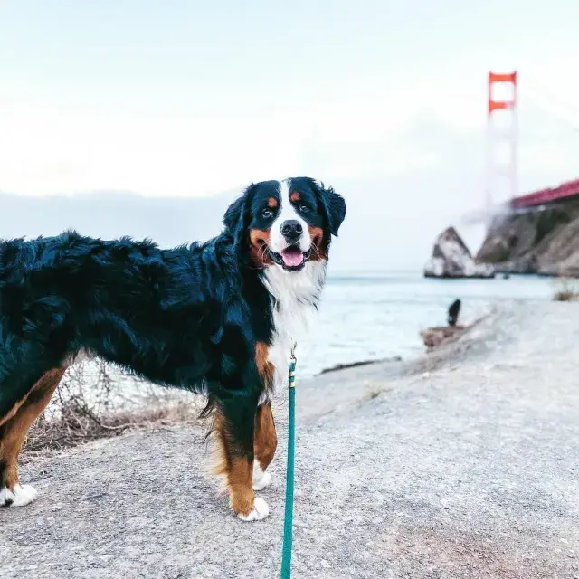 Bernese Mountain Dog posing by a fog covered Golden Gate Bridge