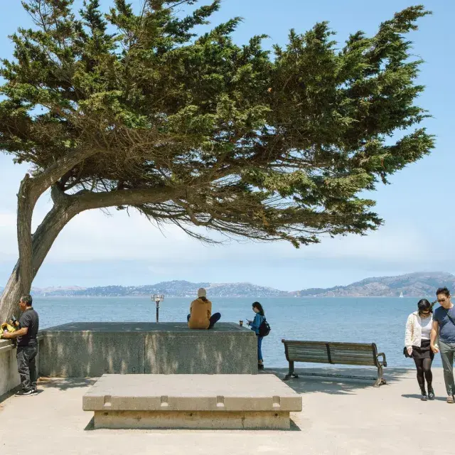 Image of a tree sloping over the concrete lookout at Crissy Field 