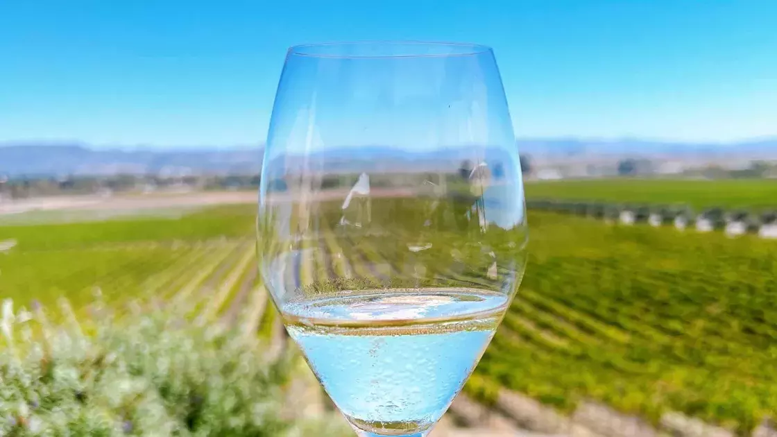 A glass of wine held up in a Sonoma vineyard.