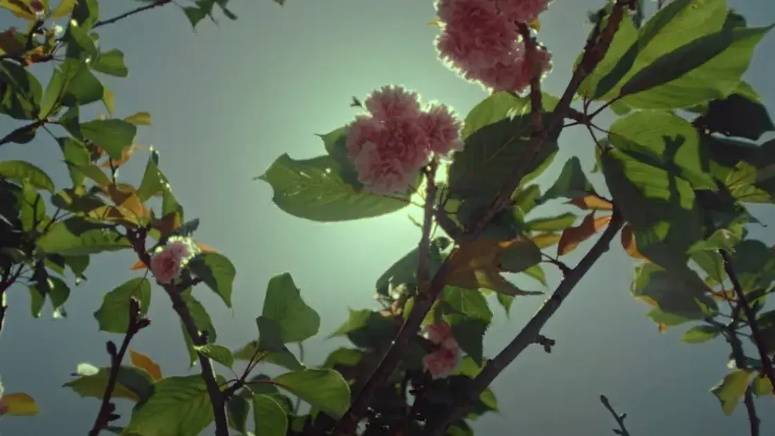 Cherry Blossoms in Japantown